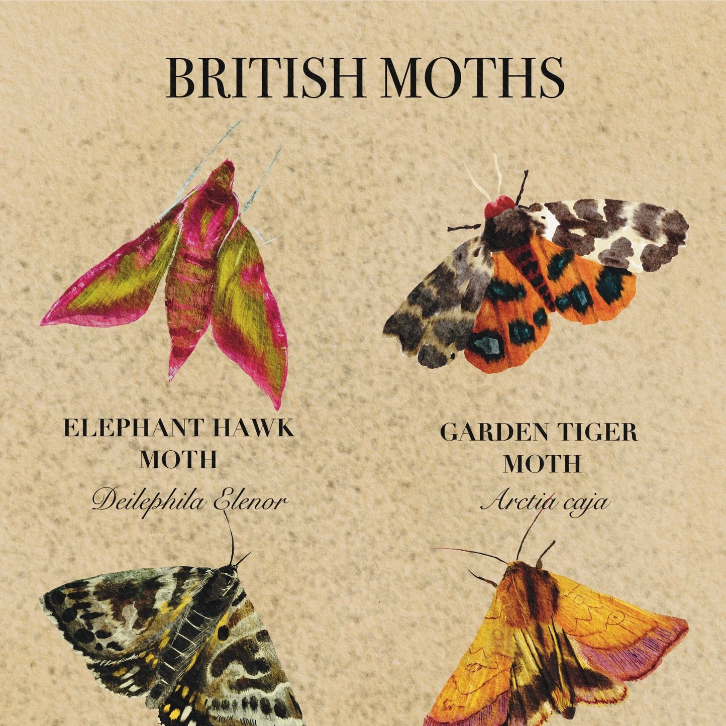 British Moth print, wildlife print, featuring a unique, vintage style nature illustration of colourful moths, ideal nature lovers gift.