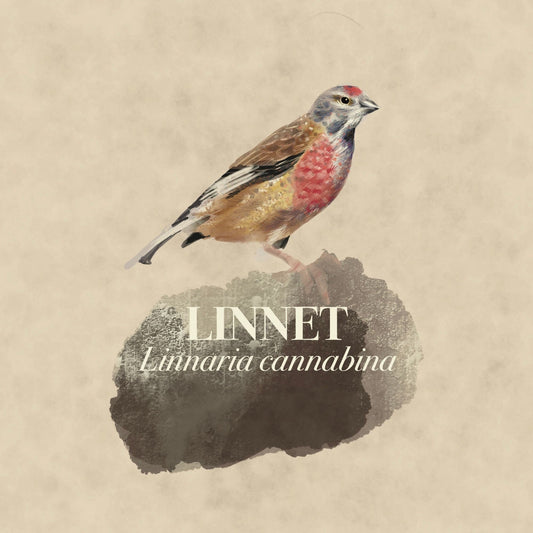 British garden birds print, Linnet, A4 nature print, perfect for bird and wildlife lovers