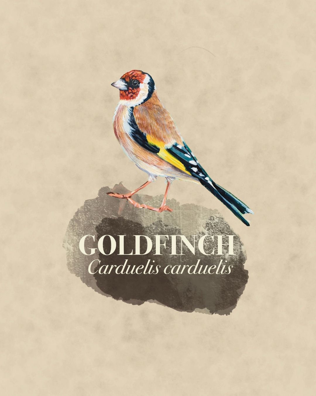 Garden Bird A4 print, Goldfinch, vintage style nature print, wildlife inspired wall art, ideal gift for nature and wildlife lovers