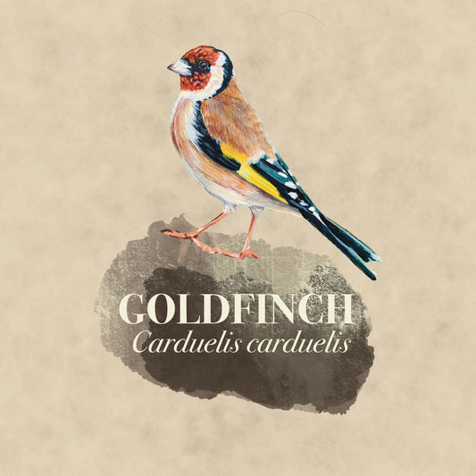 Garden Bird A4 print, Goldfinch, vintage style nature print, wildlife inspired wall art, ideal gift for nature and wildlife lovers
