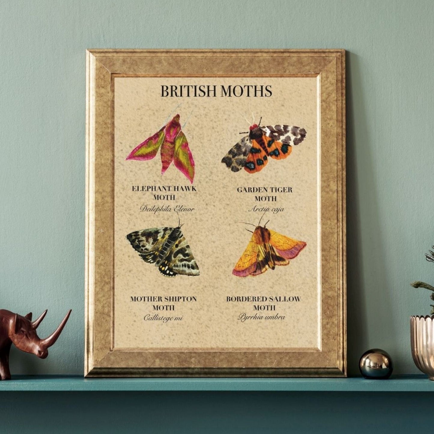 British Moth print, wildlife print, featuring a unique, vintage style nature illustration of colourful moths, ideal nature lovers gift.